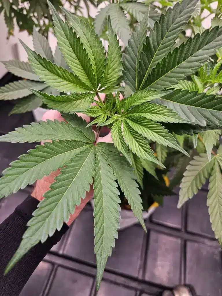 indica leaves