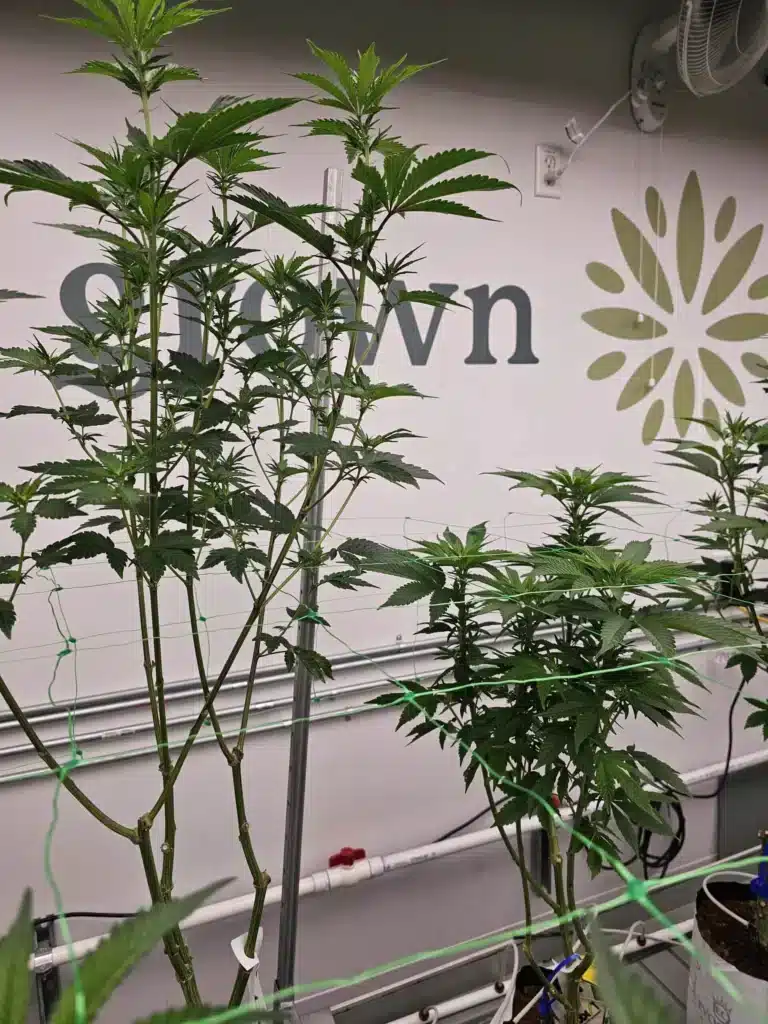 sativa plant on the left indica plant on the right