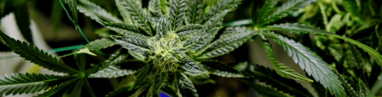 rainmaker strain of cannabis