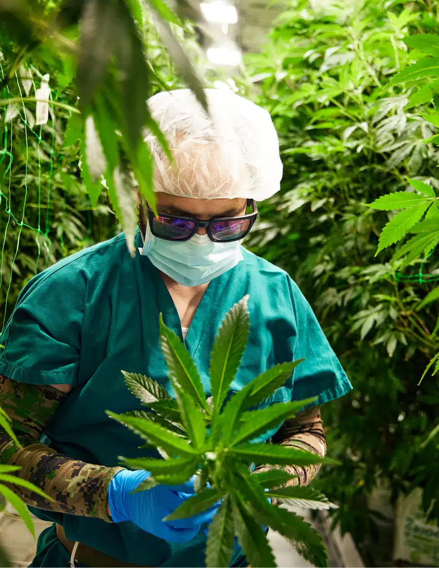 Person trimming cannabis leaves