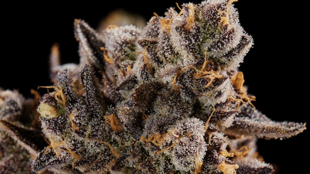 Closeup of Shinigami Flower
