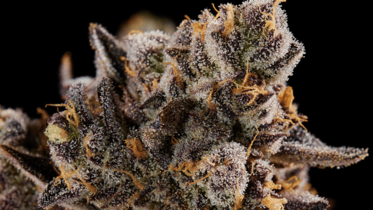 Closeup of Shinigami Flower
