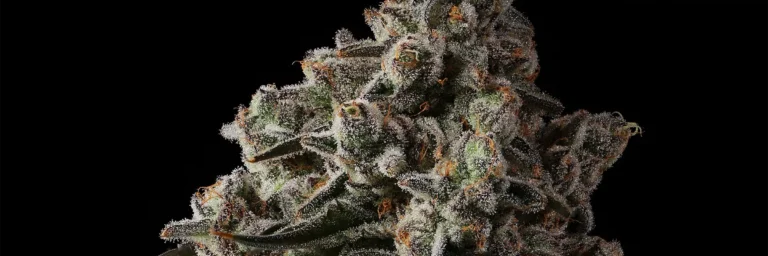 Cadillac One Cannabis Strain - Bud Closeup