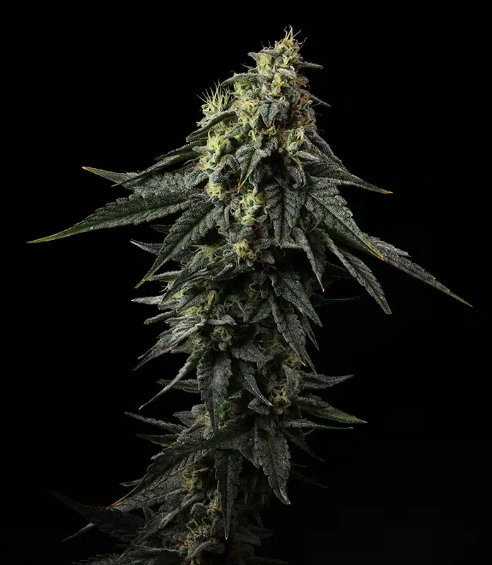 Fat Cat Cannabis Strain - Bud Closeup