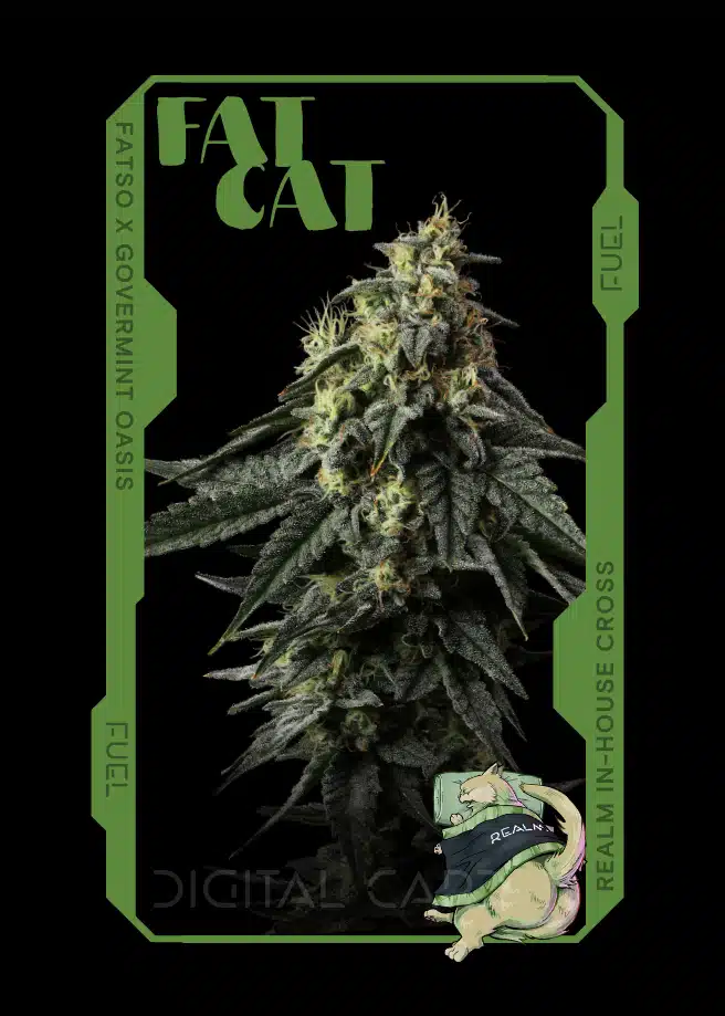 Fat Cat Strain Card