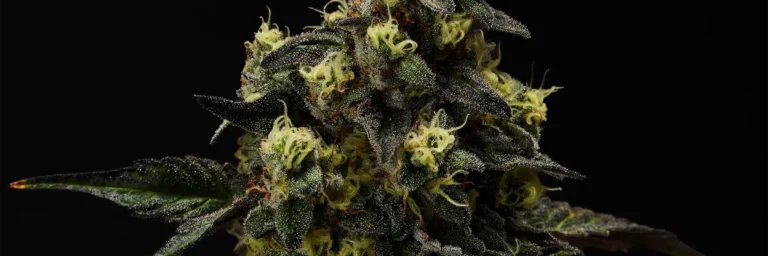governmint oasis Cannabis Strain - Bud Closeup
