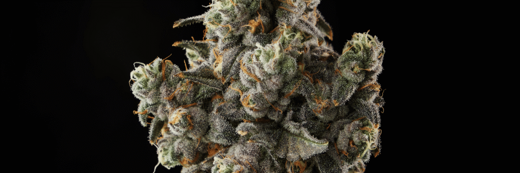 Closeup of grape crostata cannabis flower