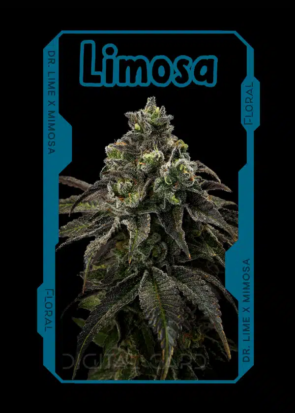 limosa strain card