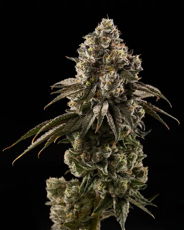 Paradise Frost Cannabis Strain - Bud Closeup