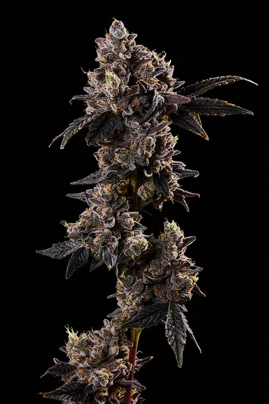 Shinigami Cannabis Strain - Bud Closeup