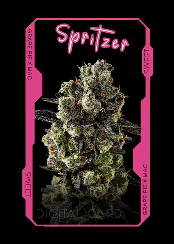 spritzer strain card