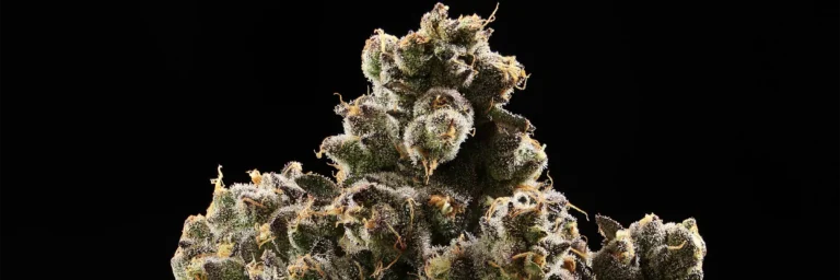the fruit Cannabis Strain - Bud Closeup