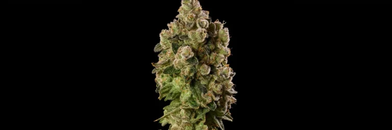 Fizzy Jelly Cannabis Strain closeup